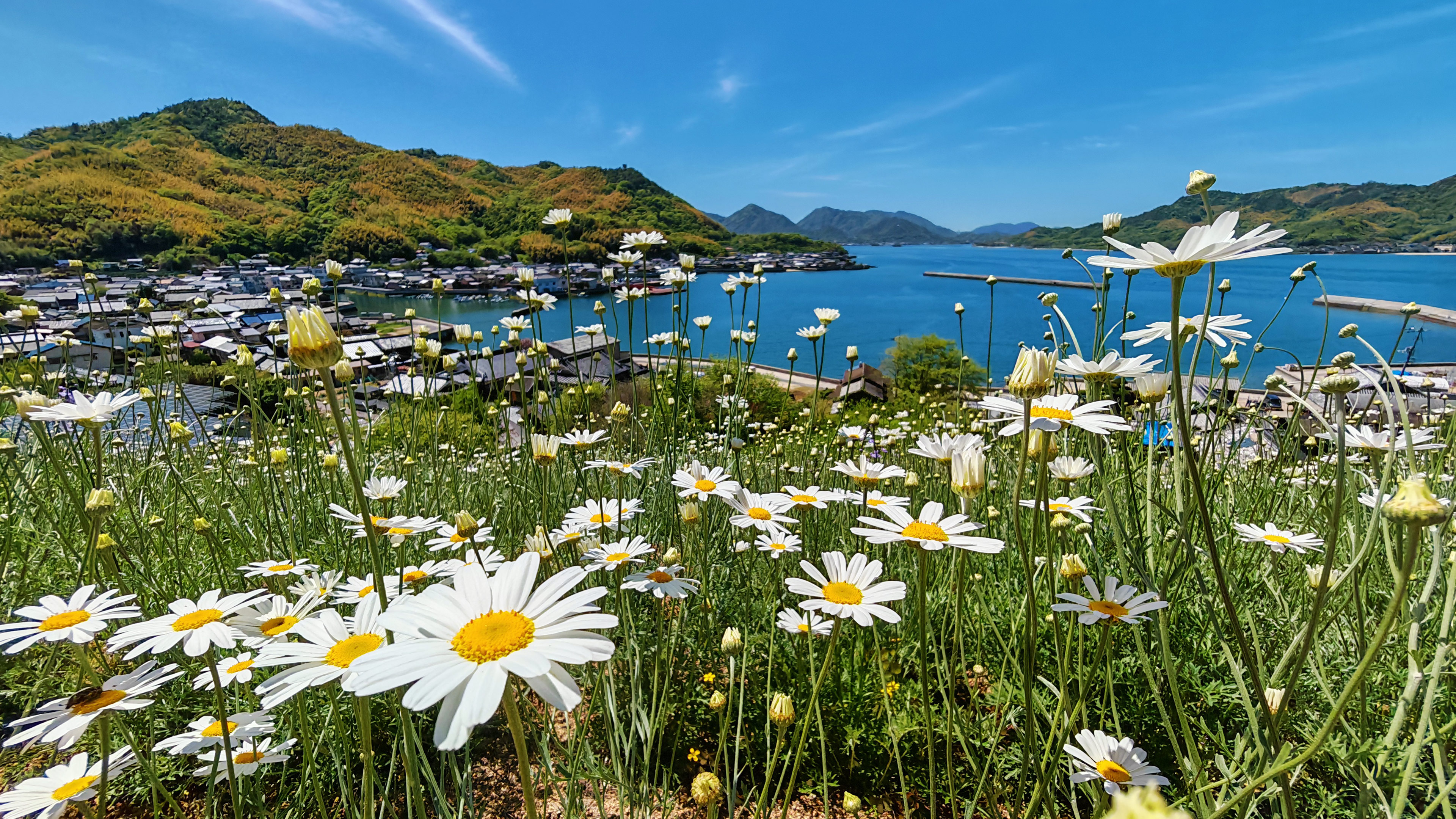 馬神除虫菊畑（うまがみ じょちゅうぎくばたけ） Umagami pyrethrum field