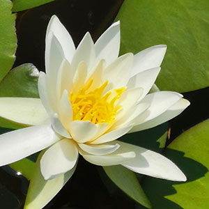 「友愛の水」記念公園 